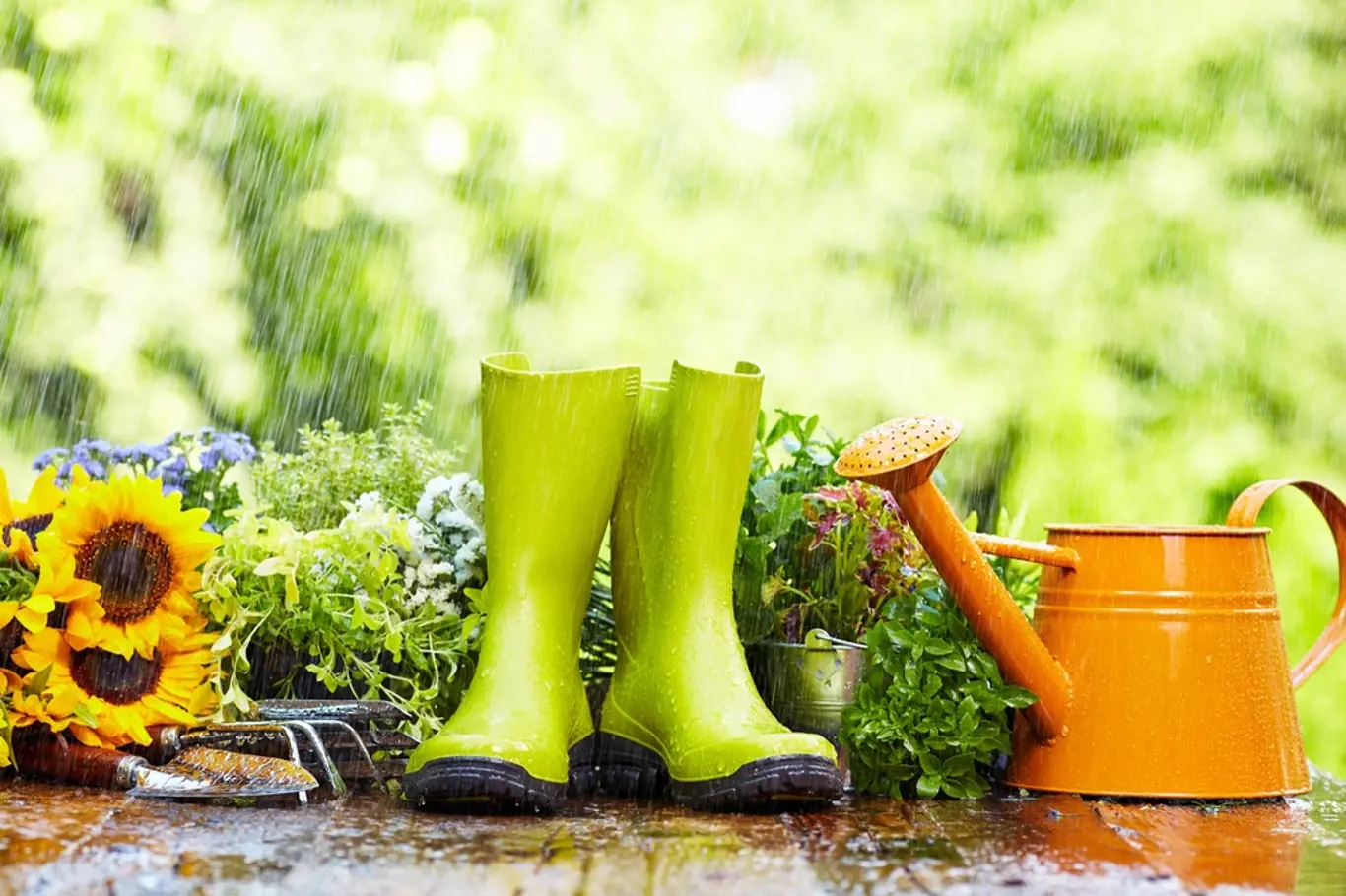 Jak si poradit s přílišným mokrem na zahradě