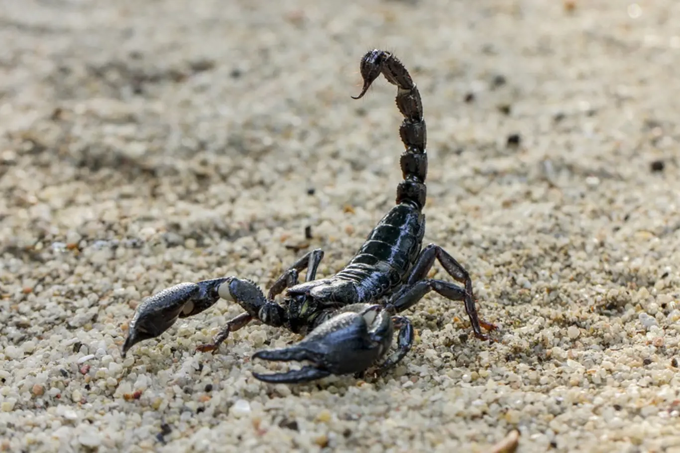 Škorpion - ilustrační foto