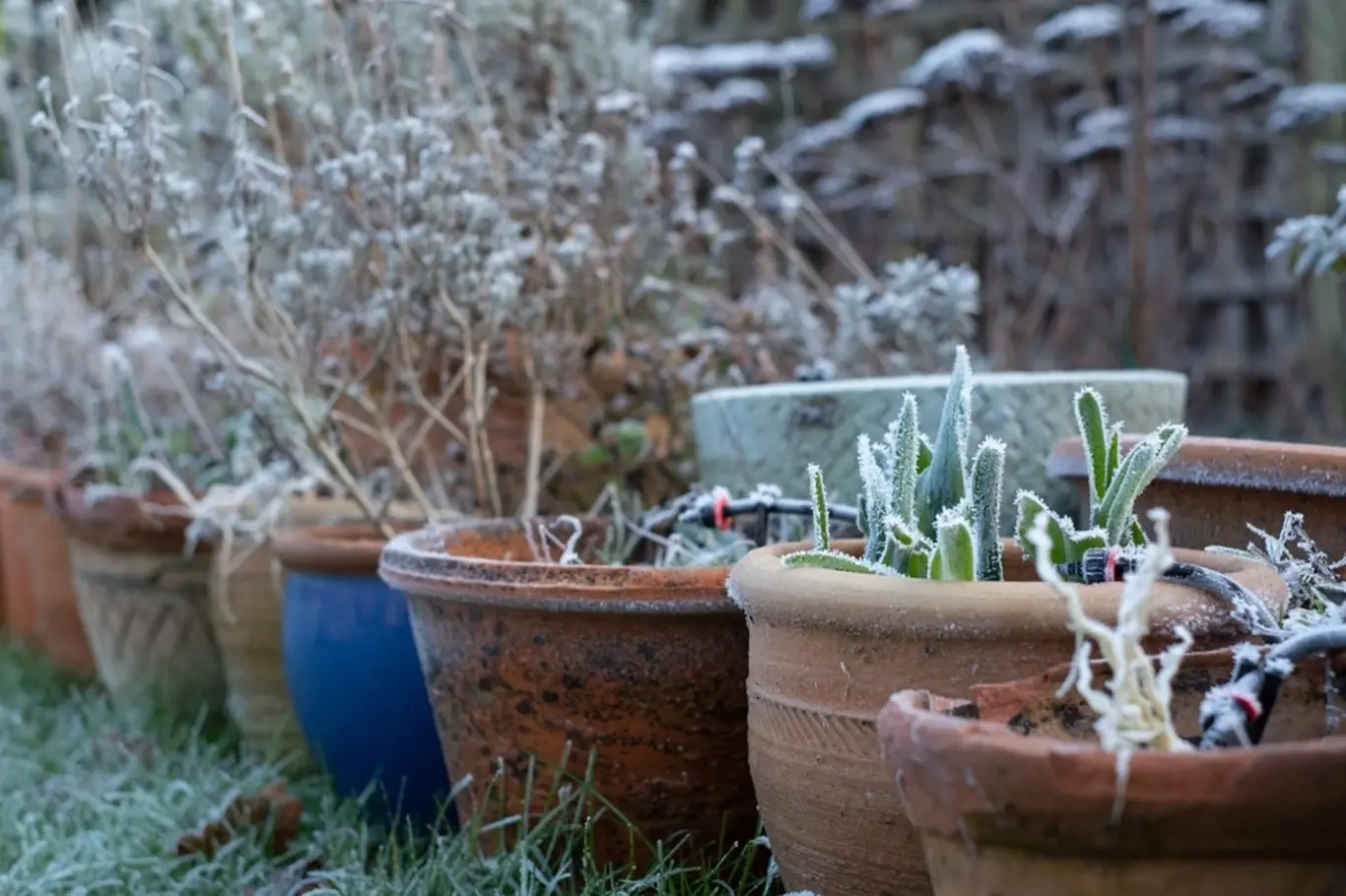 trvalky zahrada zima