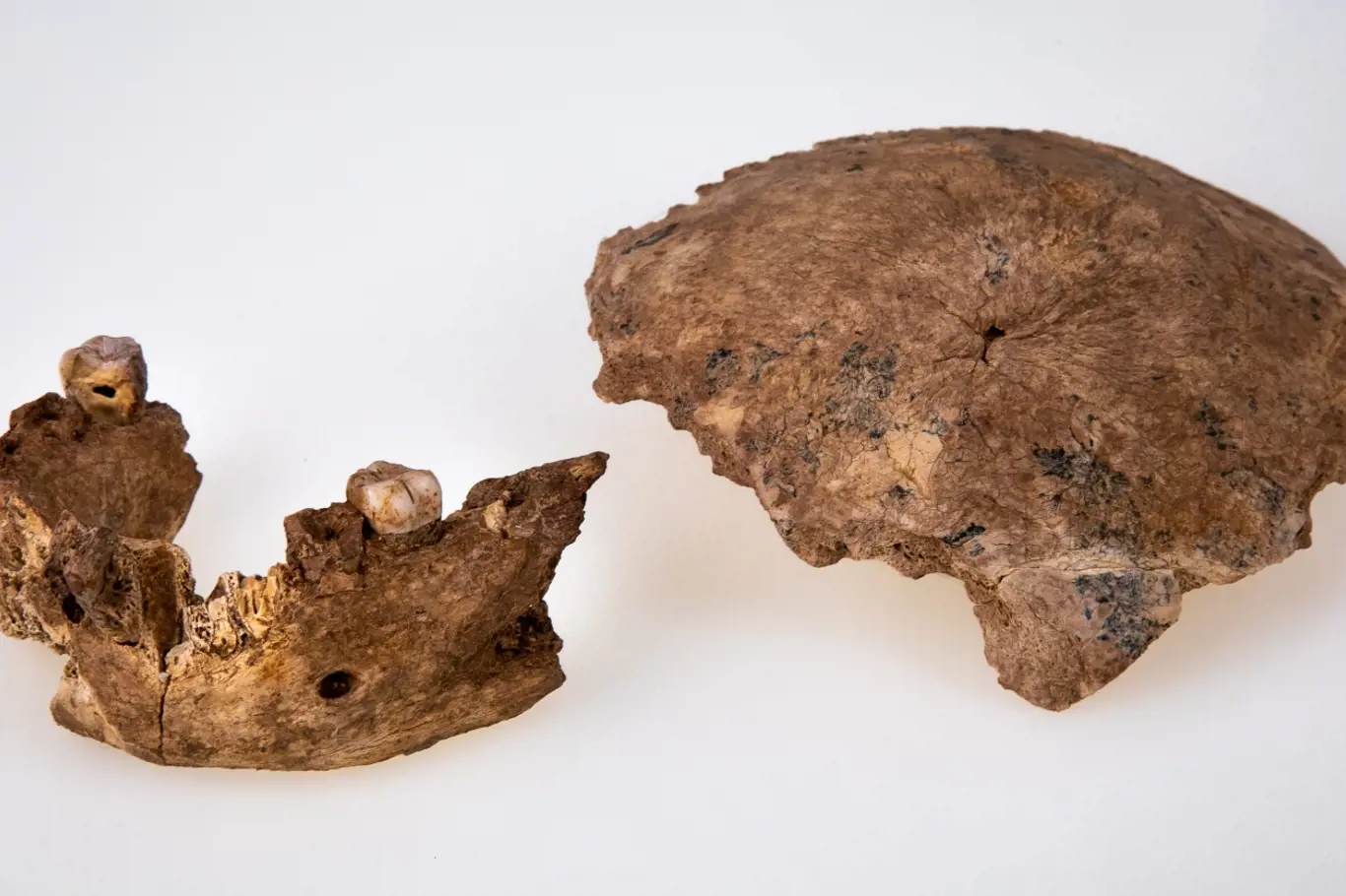 Fosilie Homo Nesher Ramla - fragment lebky a spodní čelist.