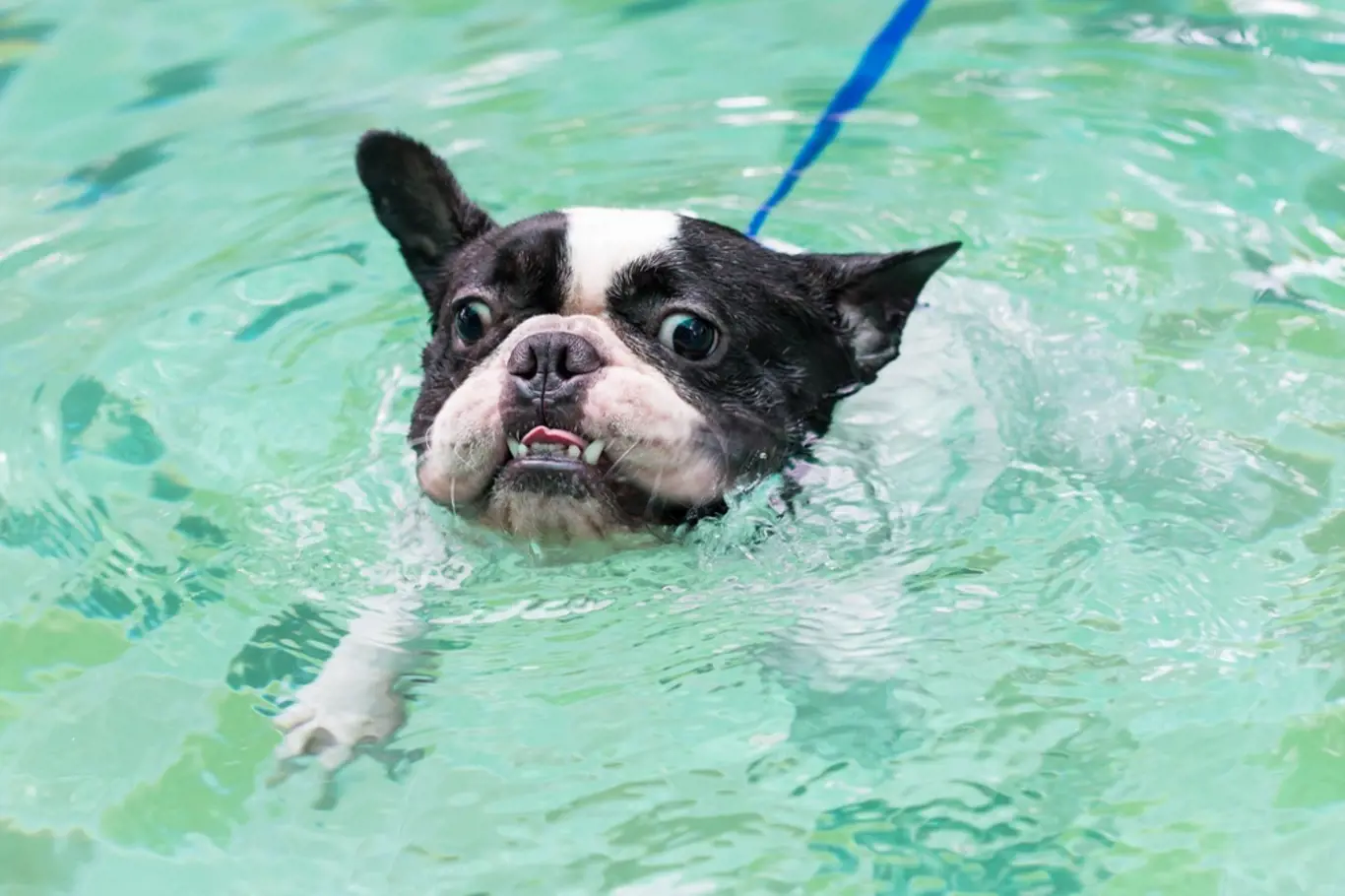 pes vyděšený ve vodě