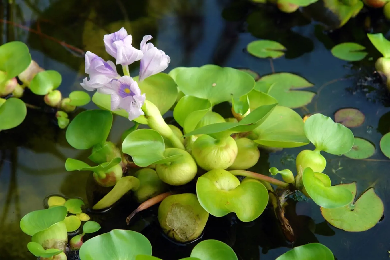 Vodní hyacint neboli tokozelka (Eichhornia crassipes).
