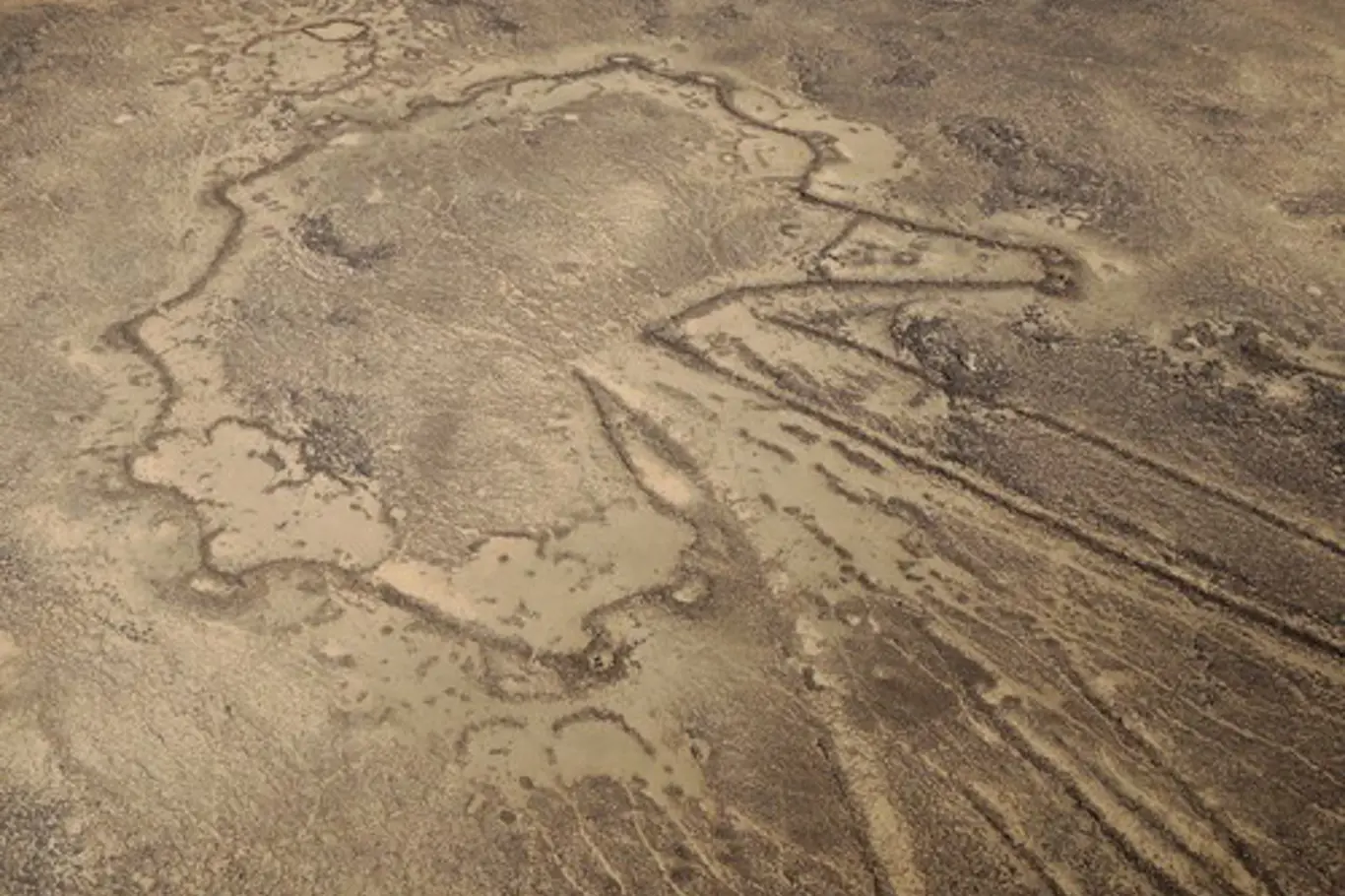 Hvězdicovitá lovecká past pouštní drak