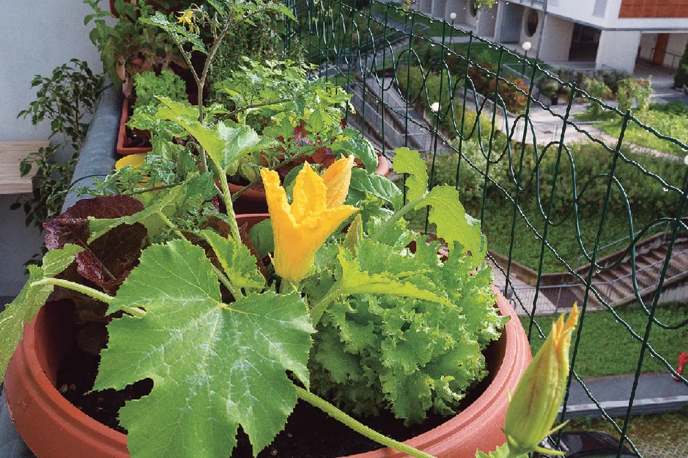 Nevlastníte zahrádku, a přesto chcete pěstovat zeleninu, bylinky či květiny? Zkuste to na balkoně