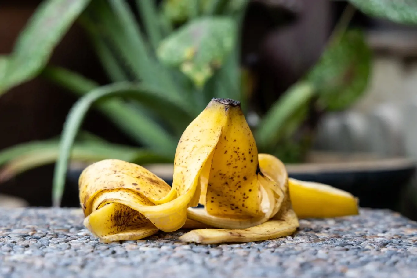 Banánová slupka je plná užitečného draslíku a fosforu, hořčíku, vápníku a dalších důležitých minerálů, které mají pozitivní vliv na lepší nasazení poupat a bohatšímu a delšímu kvetení.