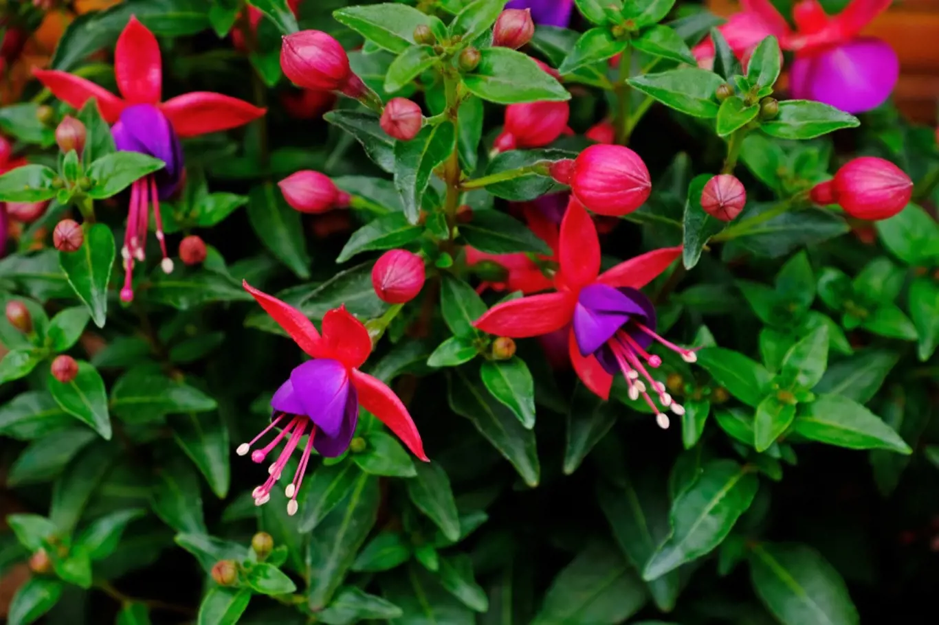 Fuchsie (Fuchsia Magellanica) nabízí velké množství květů.