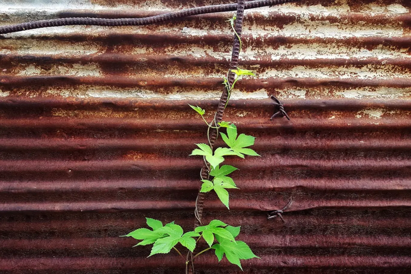 Jednoletý chmel japonský se pěstuje jako okrasná popínavá rostlina.