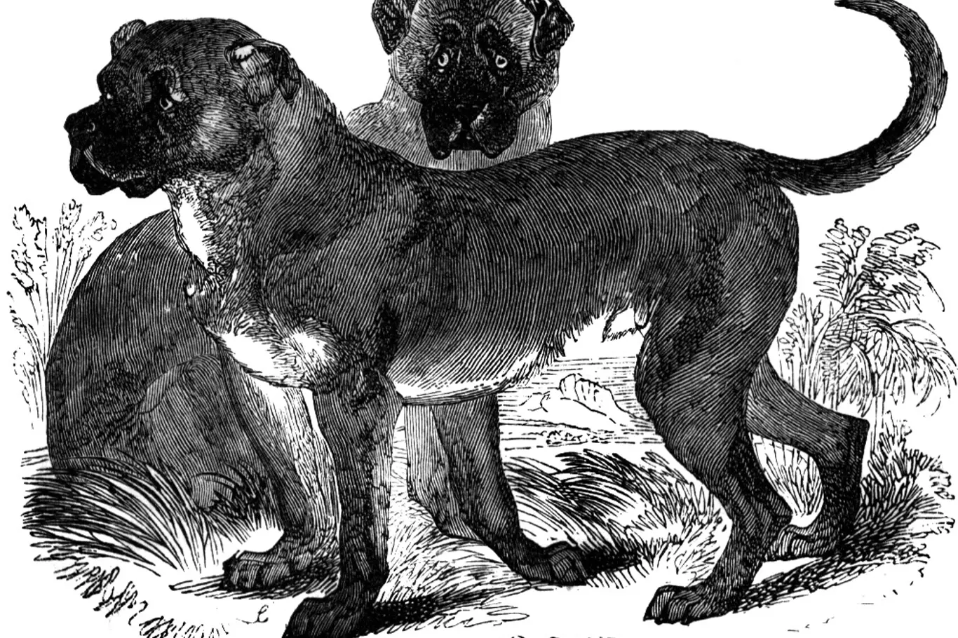 Cuban Mastiff, The Animal Kingdom Illustrated , AJ Johnson & Co., New York, 1885