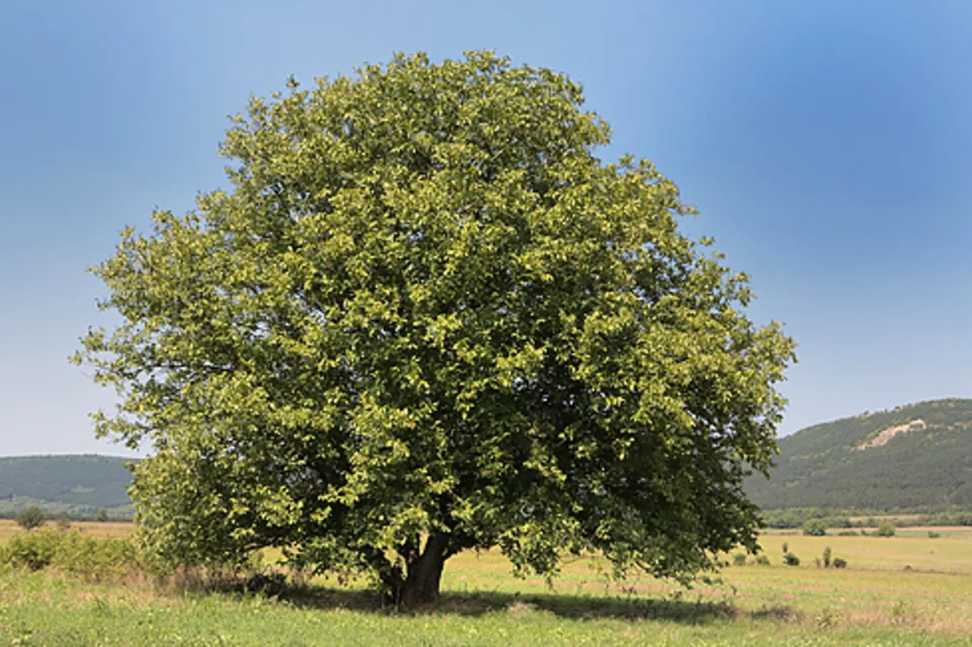 strom ořešáku