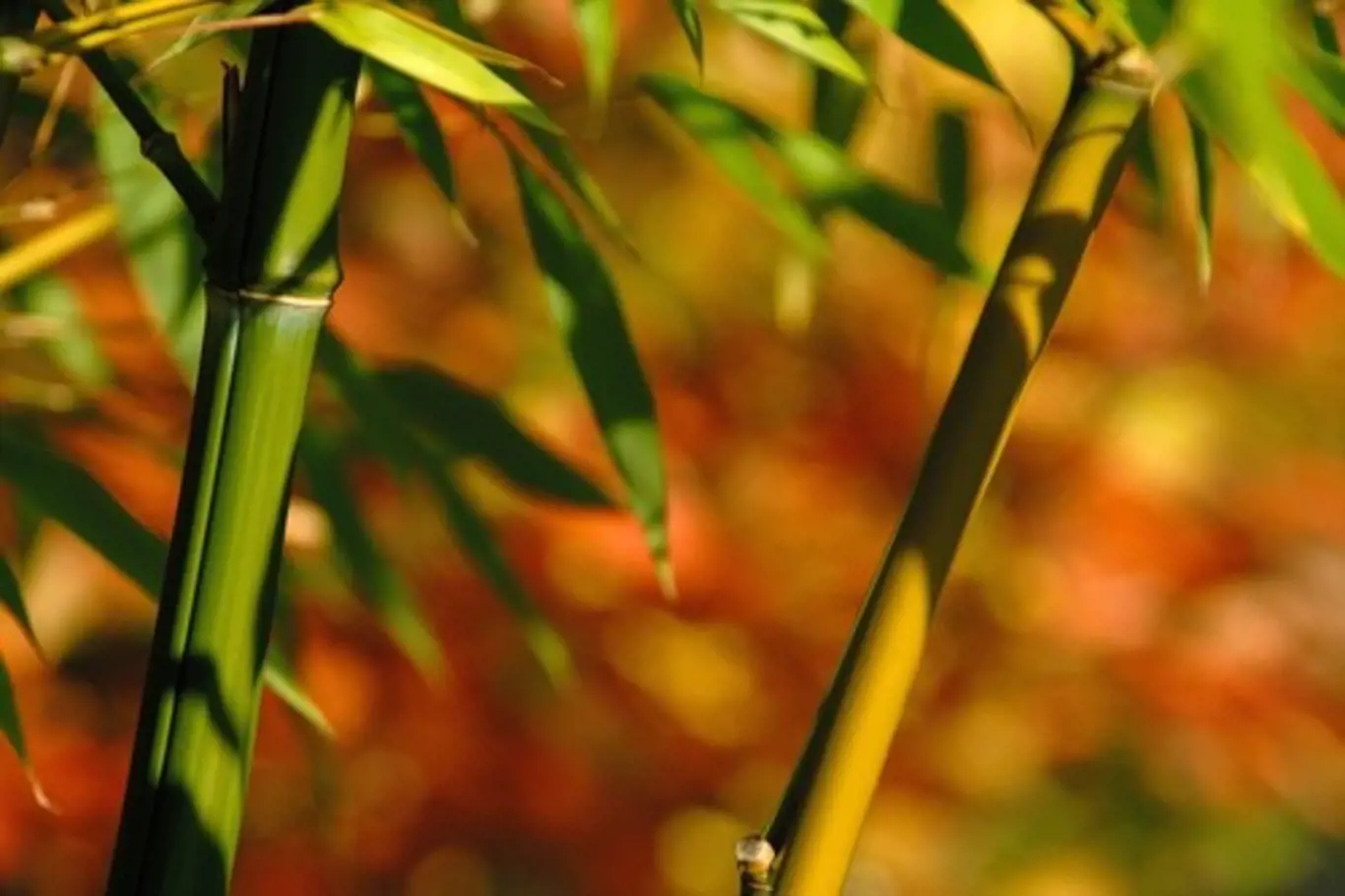 Bambusy patří do čeledi lipnicovitých trav a jsou jediné, které se řadí zároveň mezi dřeviny.