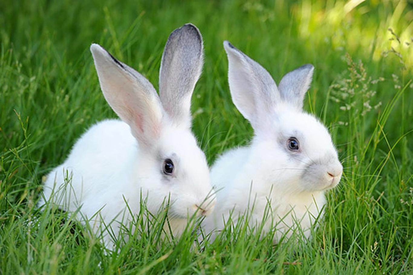 Jak poznat že má králík Kokcidiozu?
