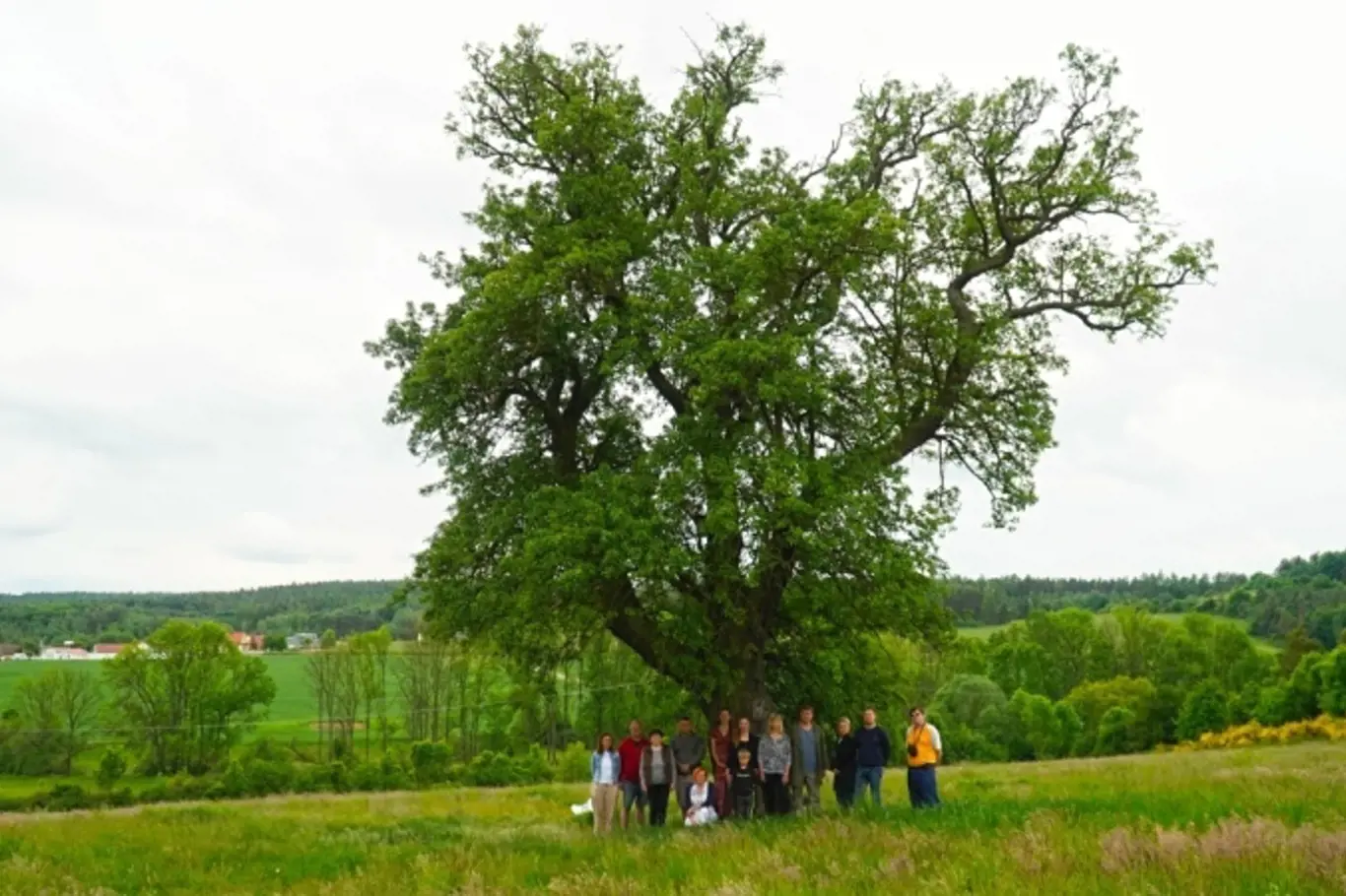 Strom roku 2022: Hrušeň hnilička, Středočeský kraj