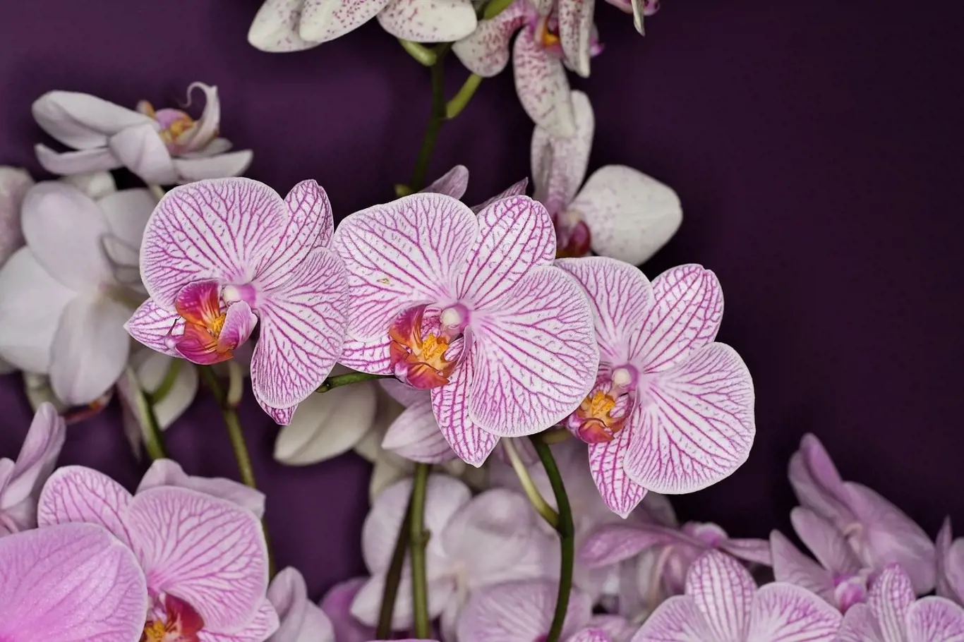 Orchidej je ozdobou každého parapetu