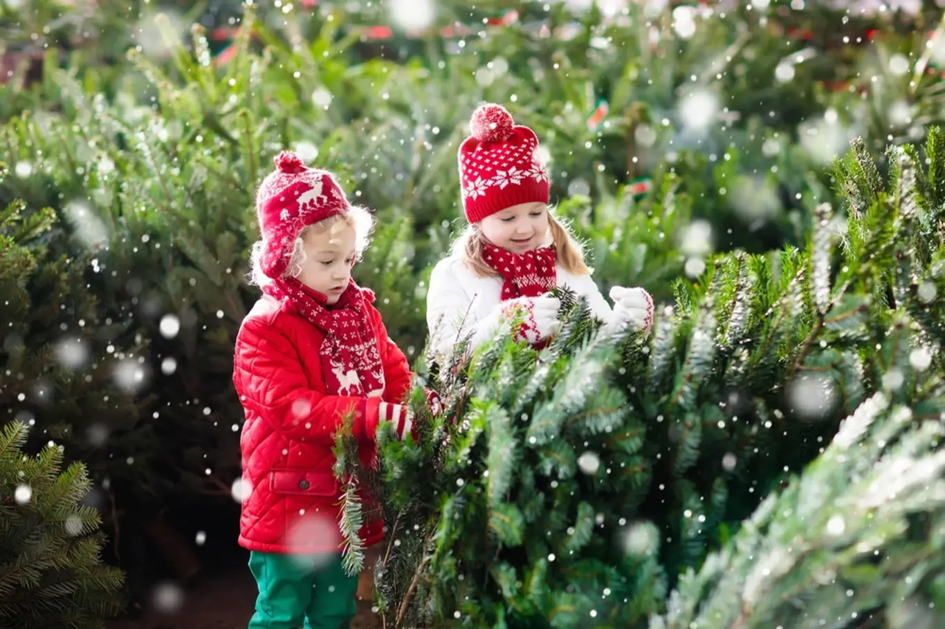 Vyberte nejlepší vánoční stromek pro vaši rodinu!