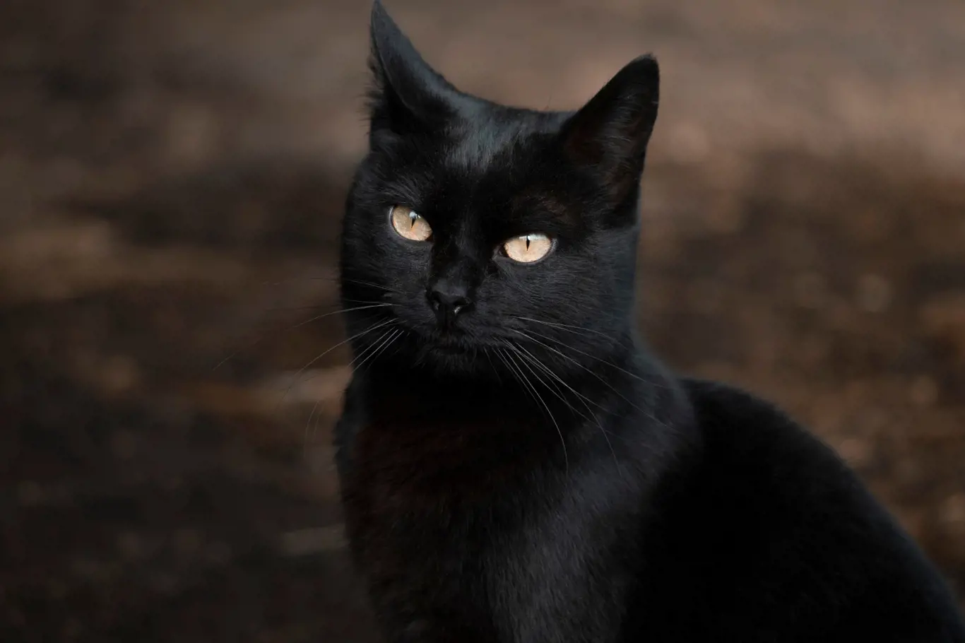 Pátek třináctého a černá kočka, pro spoustu lidí naprostá tragédie.