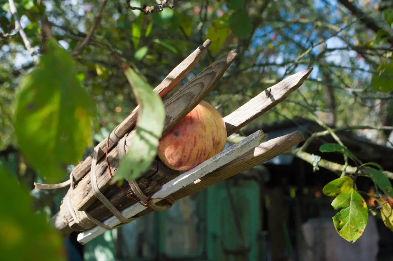 Dřevěný česáček ovoce vlastnoruční výroby.