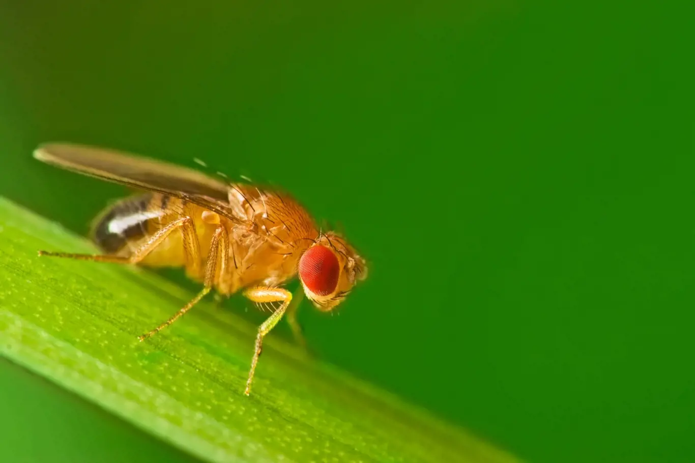 Octomilka obecná (Drosophila melanogaster).