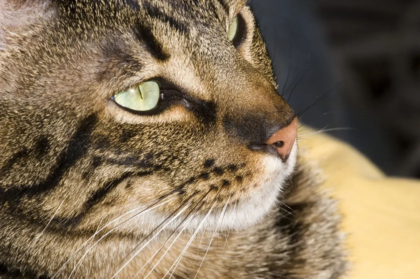 Ocicat, nové krásné plemeno: kočka se skvrnitou srstí a skvělou povahou.