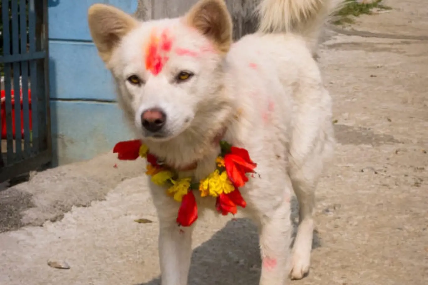Zážitky - V Nepálu se koná psí festival, při kterém uctívají nejlepšího přítele člověka
