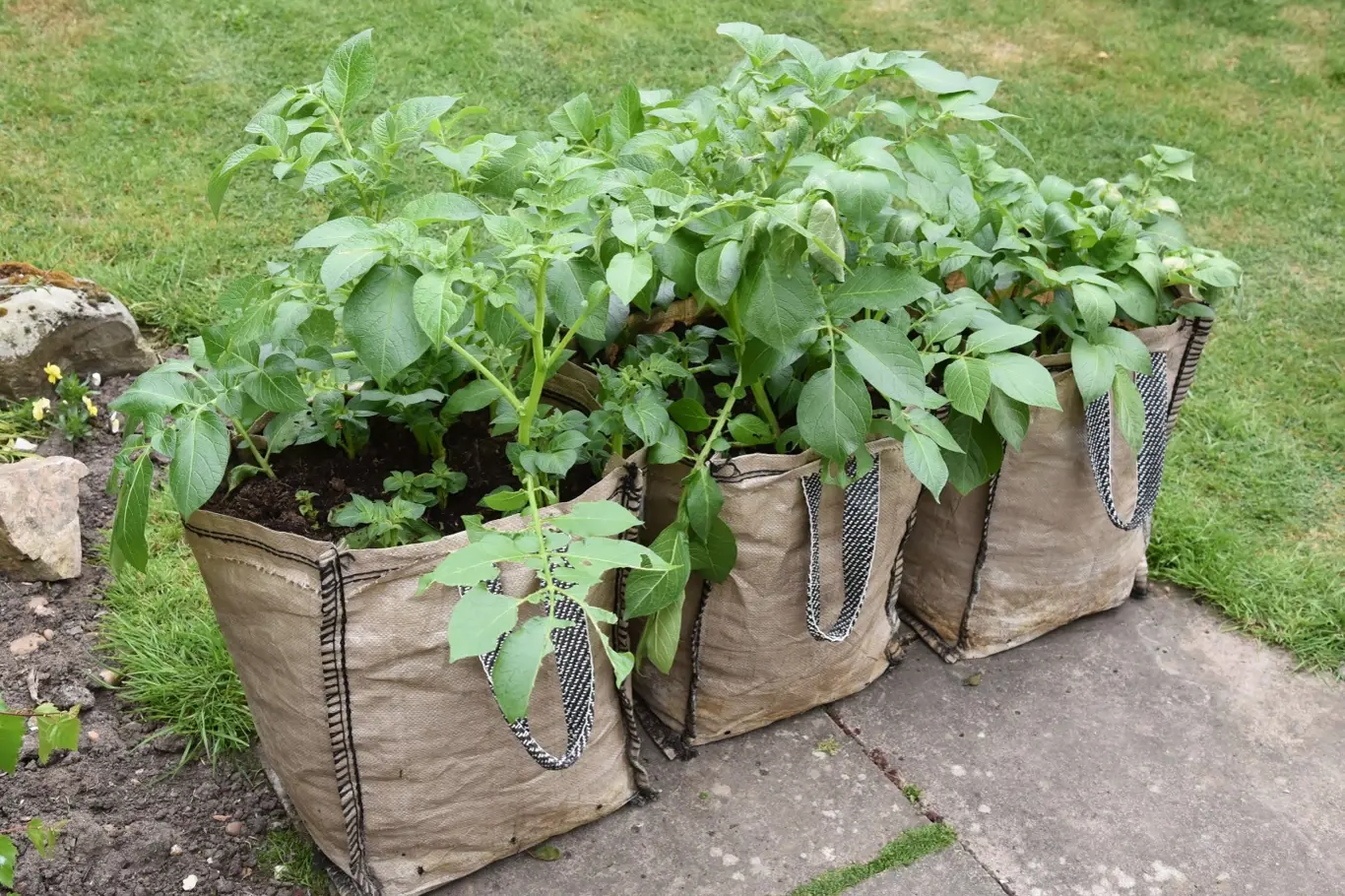 Pěstování brambor na balkoně nebo terase je v posledních letech velice oblíbené a má stále více příznivců.