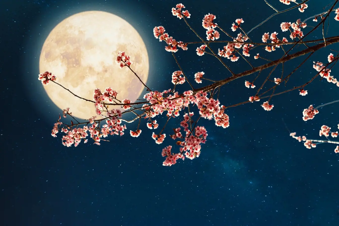 měsíc, úplněk, strom, květy, jaro