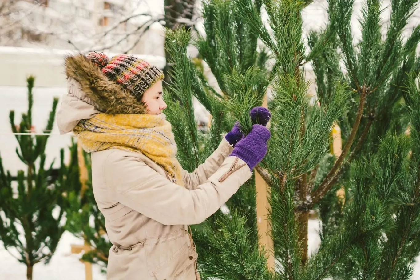 Vánoční stromečky jsou tradičním symbolem Vánoc a v prodeji je možné je vidět už od konce listopadu.