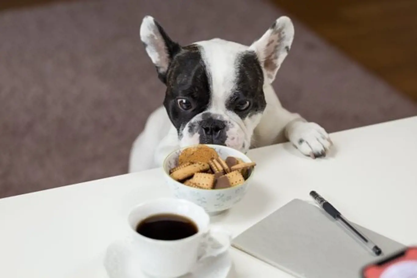 Kofeinové nápoje a sladkosti určené pro lidi mohou psům vážně ublížit.