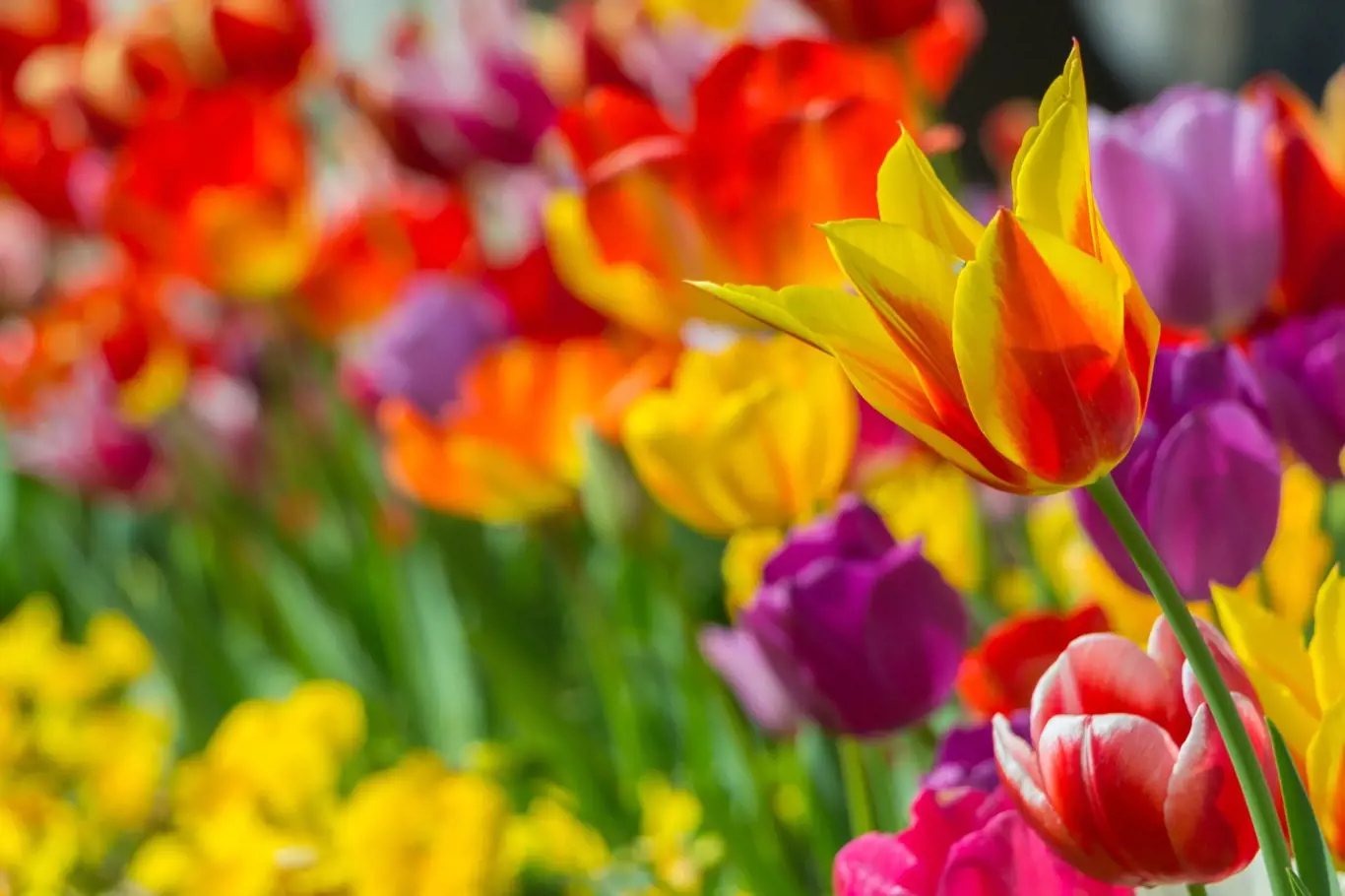 Původní botanické druhy tulipánů pocházejí z oblastí západní a střední Asie.
