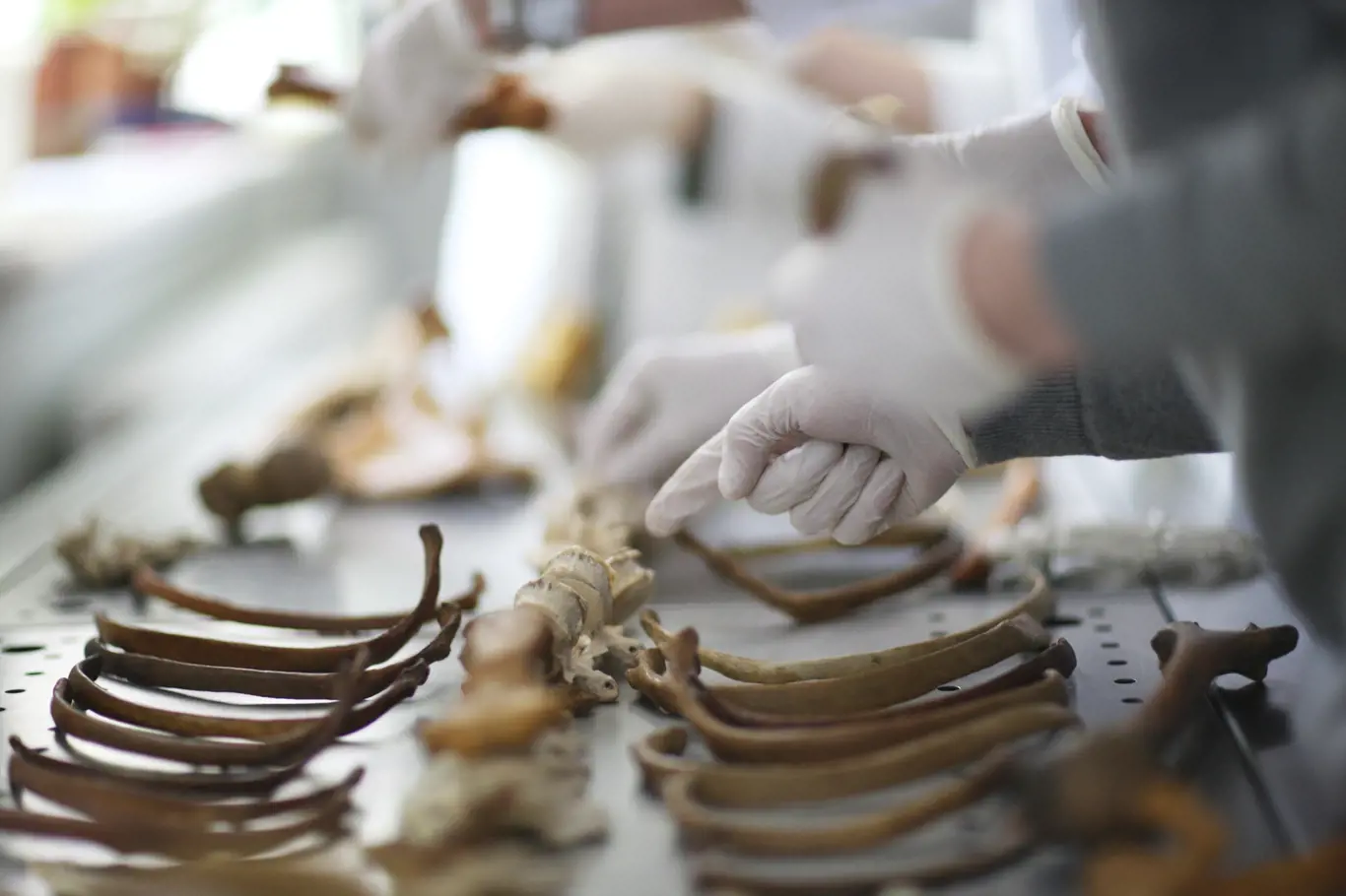 Group of researchers exploring ancient human bones
