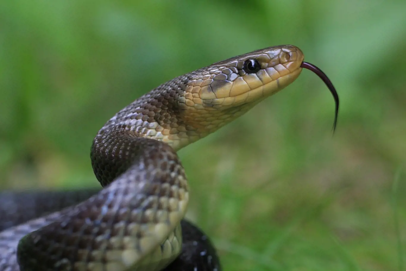 Víte, která zvířata si poradí s hady?
