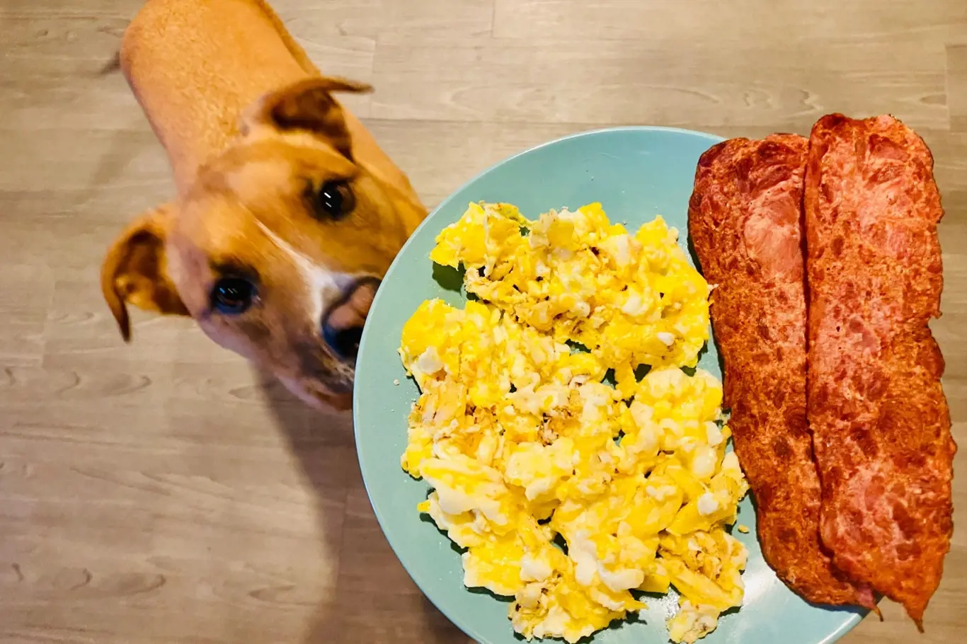 Co muze pes z vajíčka?