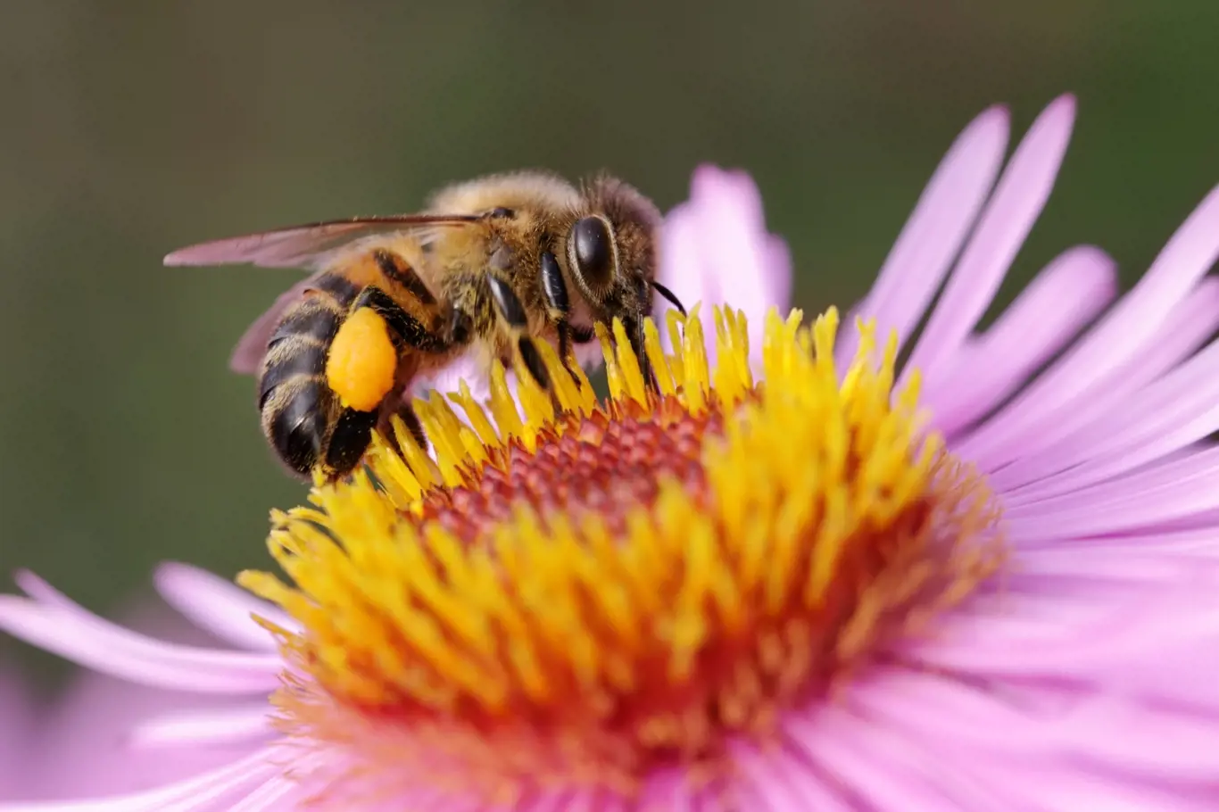 včela, květina, opylovač