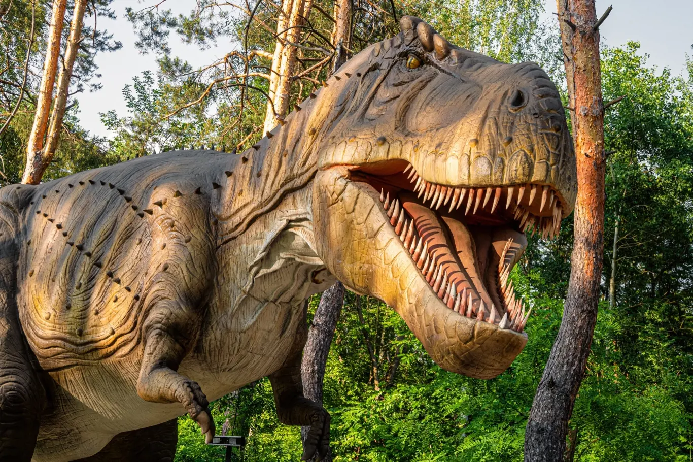 Přední končetiny T-rexe tvořilo totiž vždy jen 13 kostí, přičemž celkově pracky měřily asi 0,8–1 m.