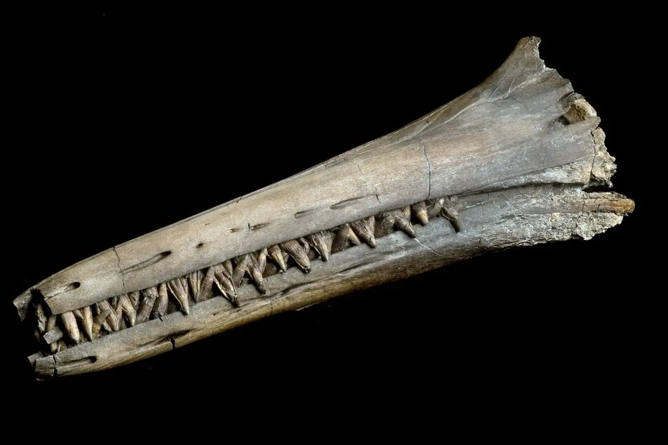 Fosilie ichtyosaura