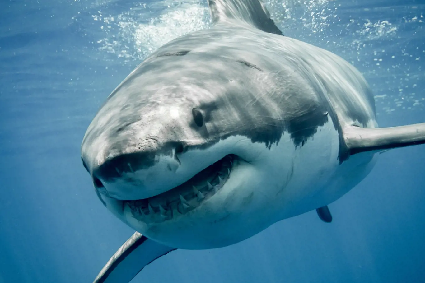 Velký bílý žralok s úsměvem na tváři