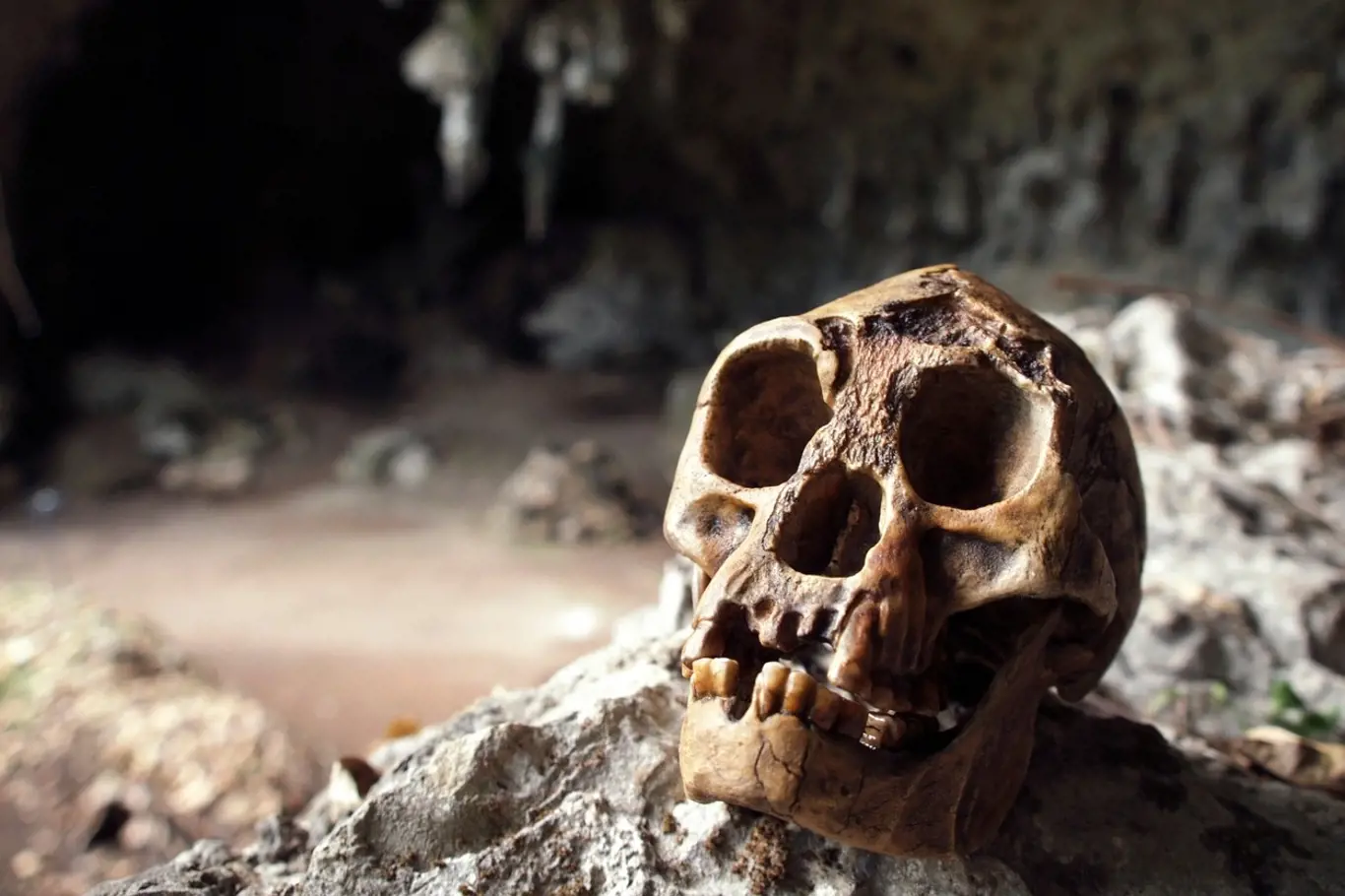 Lebka Homo floresiensis