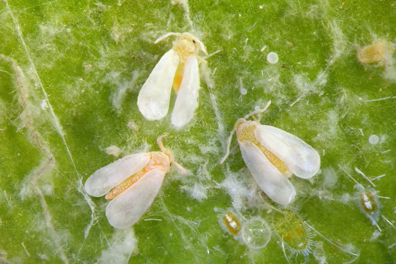 Drobné nenápadné bílé mušky vypadají na první pohled docela neškodně, ale jejich larvy dokáží zlikvidovat i celou úrodu.