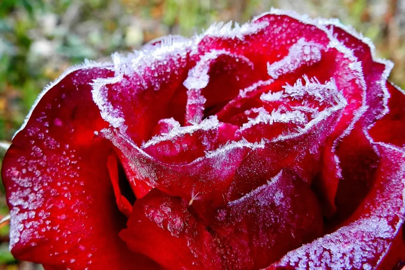 Růže v zimě