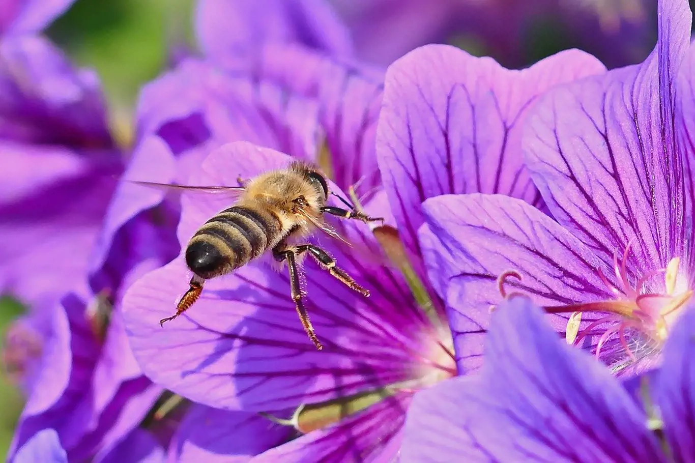 Krásné kakosty jsou pro včely magnetem. 