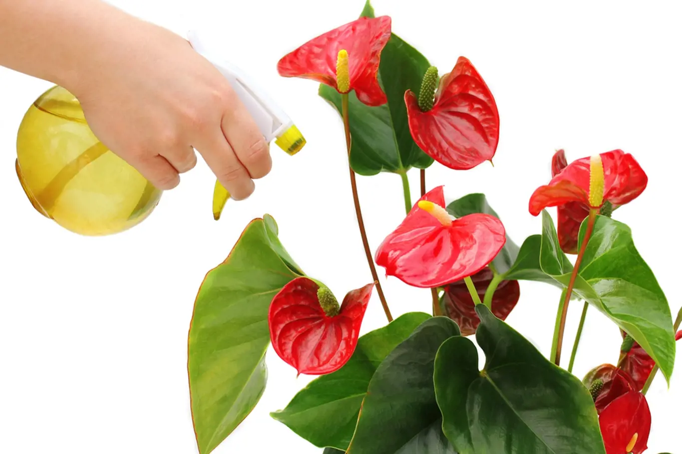 Toulitka patří mezi rostliny, kterým mlžení listů velmi prospívá.