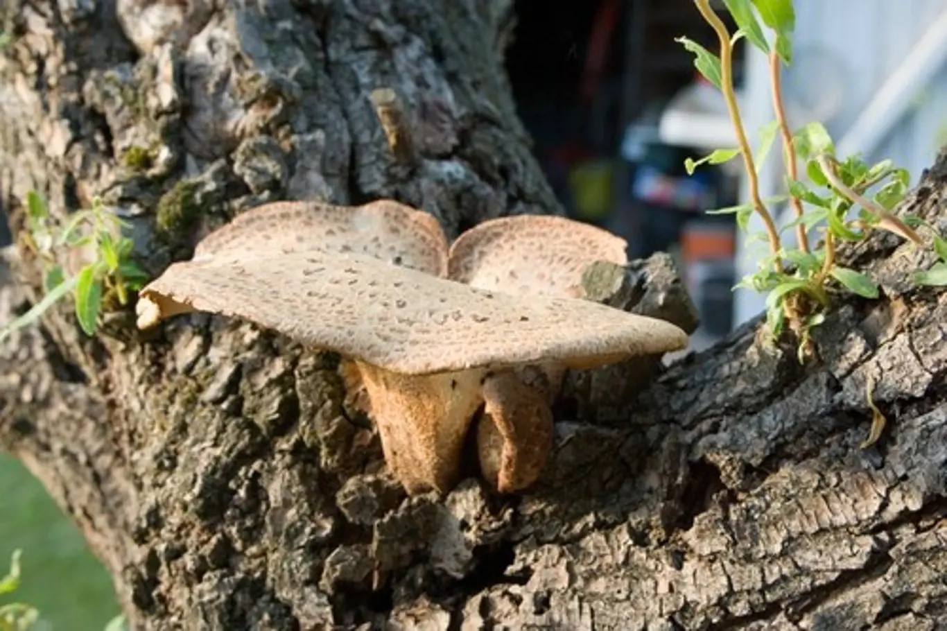 V principu dřevokazné houby enzymaticky rozkládají odumřelé kmeny, pařezy a větve.