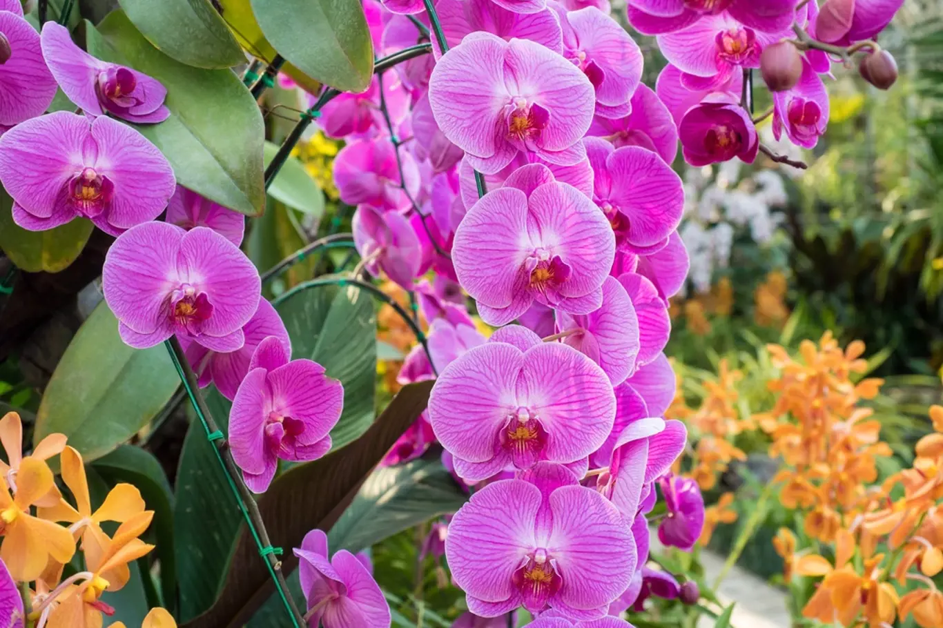 Orchidej nám rozsvítí domov.