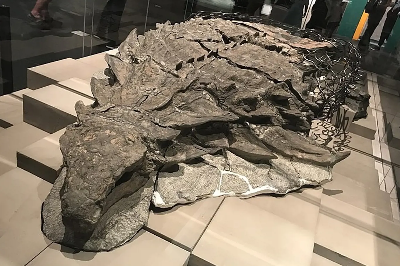 Nodosaurus v kanadské Albertě