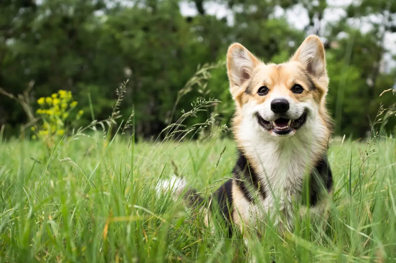I psi mohou mít alergickou reakci na bodnutí včelou