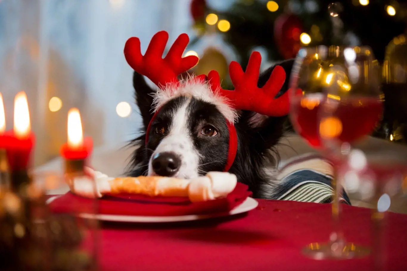 I psům můžete upéct vánoční cukroví, které jim neuškodí.