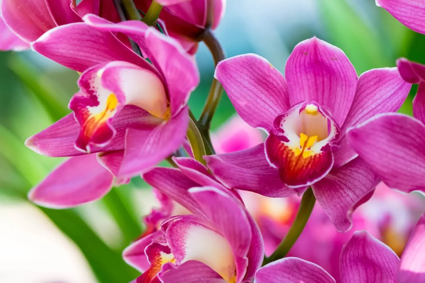 Raci vždy odejdou z květinářství s orchidejí