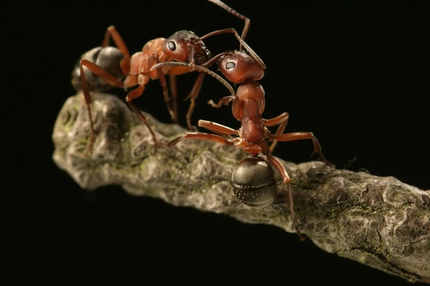 Zrzaví a další mravenci jsou pro přírodu sice i užiteční, ale všeho moc škodí.