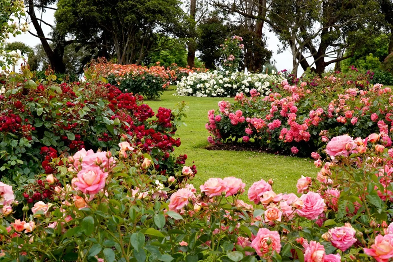 růžová zahrada