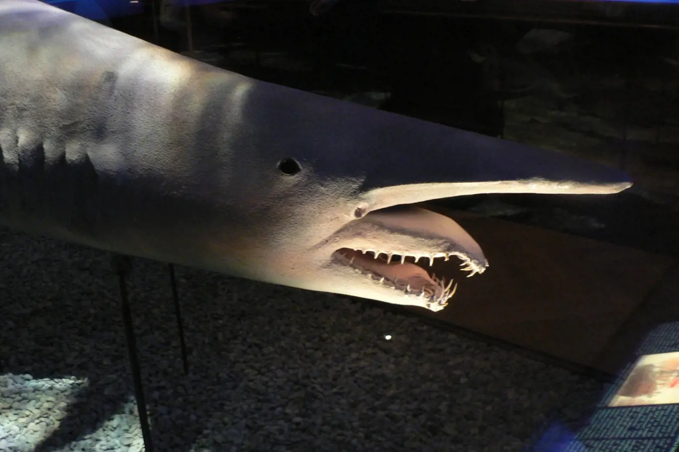 Model žraloka šotka