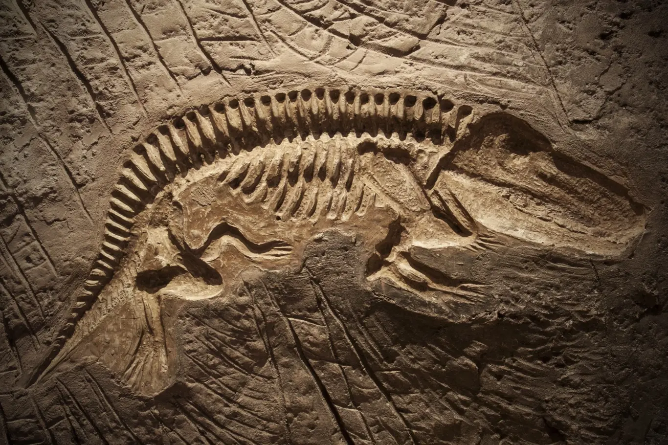 Fosilní model dinosaura